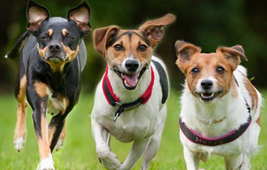 pet dogs